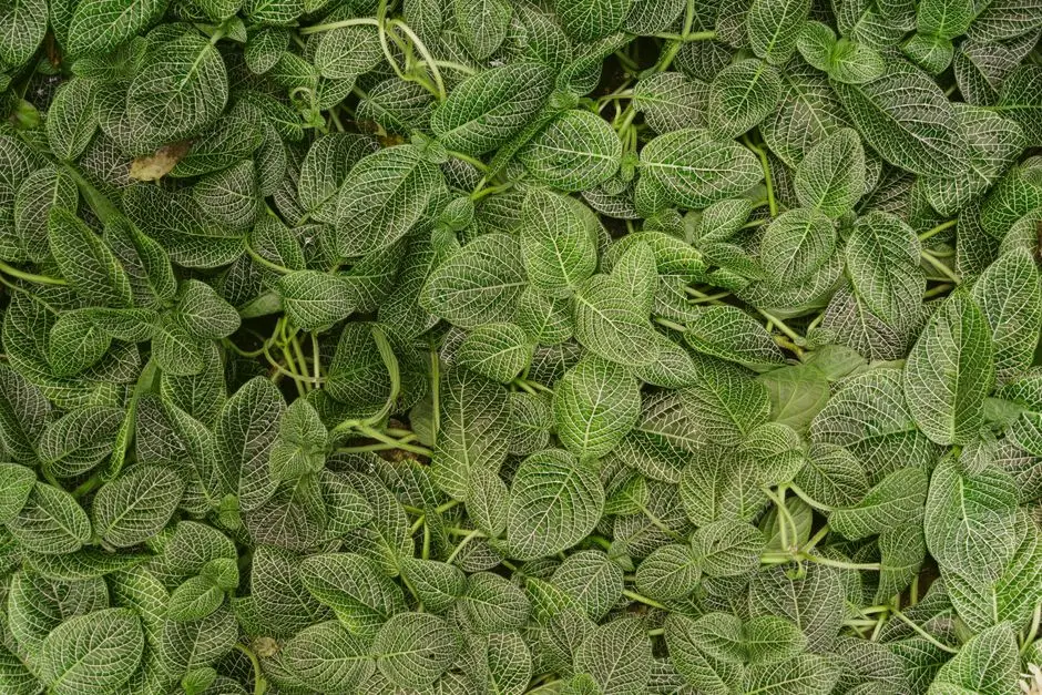Greens & Outdoors at RUNWAL RAAYA, Worli Naka, Mumbai