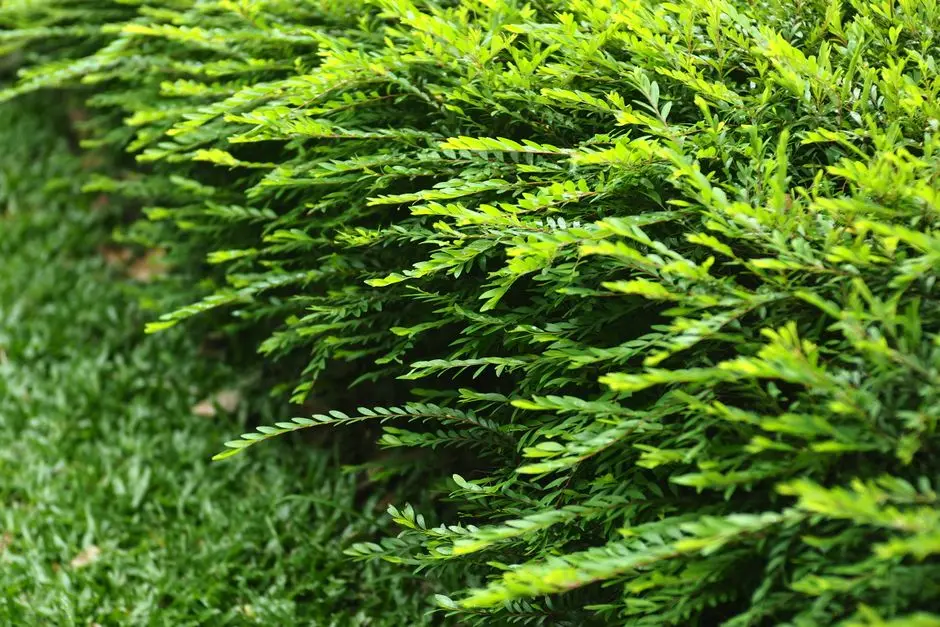 Greens & Outdoors at RUNWAL SANCTUARY, Sambhaji Nagar, Mulund West, Mumbai