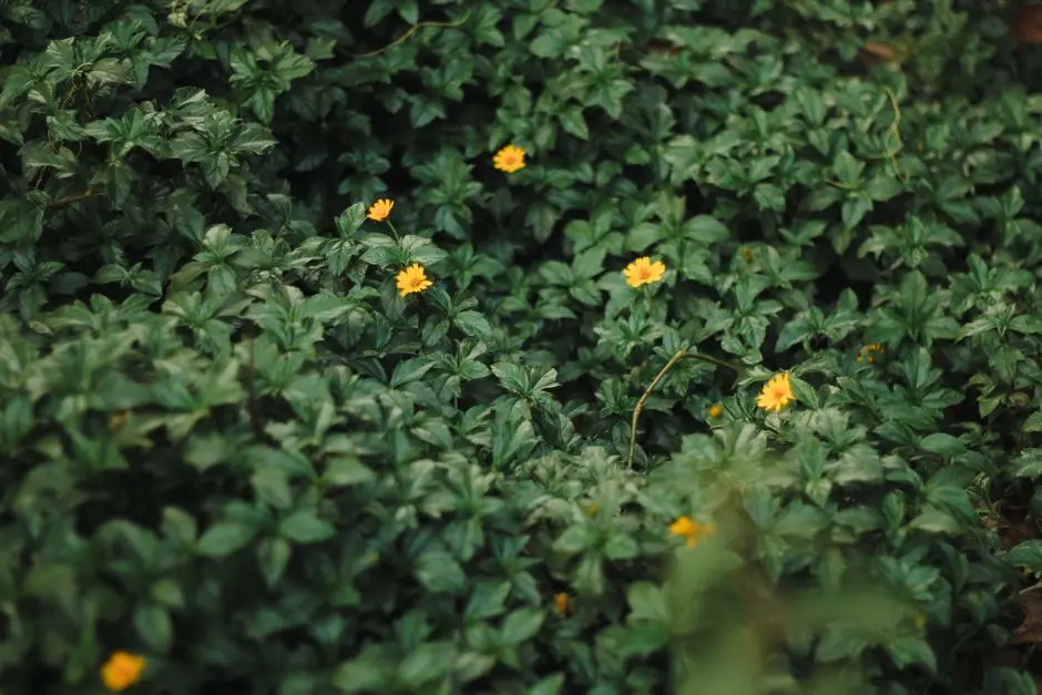 Greens & Outdoors at RUNWAL WOODS CHEMBUR, Chembur East, Mumbai