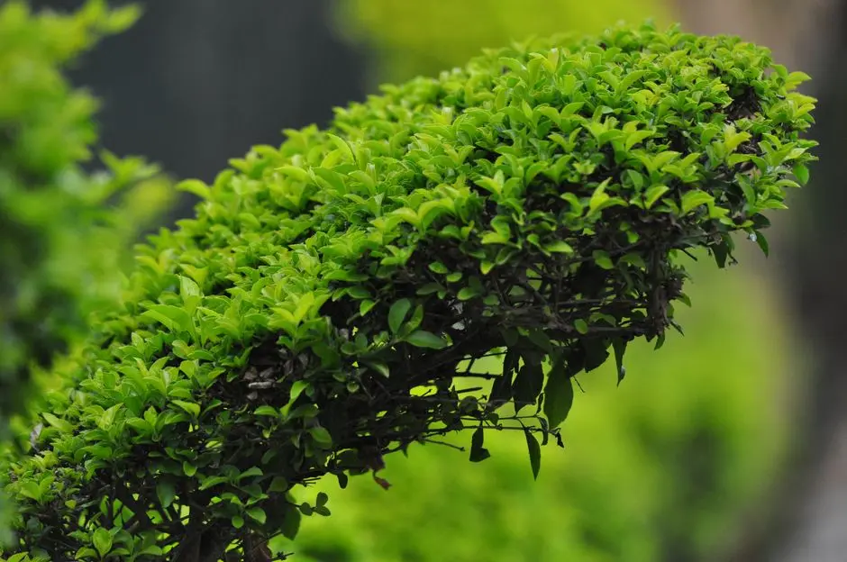 Greens & Outdoors at RUNWAL MARINE LINES, Mumbai