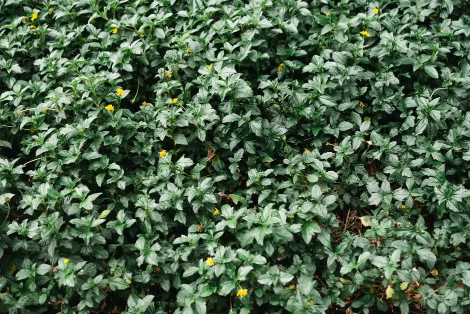 Greens & Outdoors at RUNWAL LANDS END – BREEZE, Kolshet, Thane