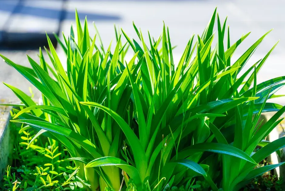 Greens & Outdoors at RUNWAL GARDEN HEIGHTS, Kanjurmarg East, Mumbai