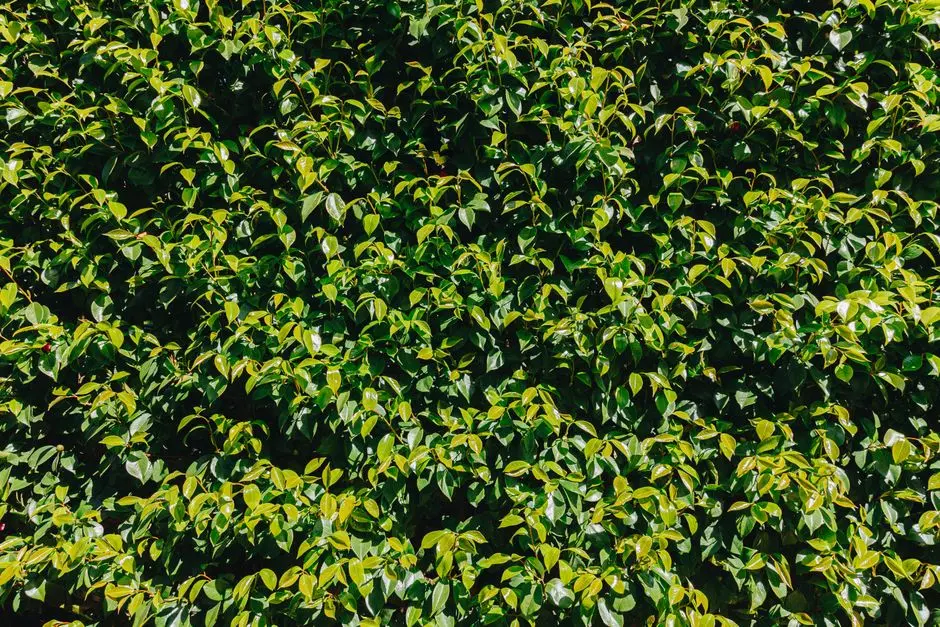 Greens & Outdoors at RUNWAL CORBETT (CODENAME CORBETT), Kanjurmarg East, Mumbai